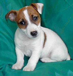 A Jack Russel Terrier